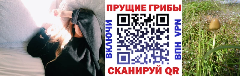 kraken tor Сосногорск Псилоцибиновые грибы GOLDEN TEACHER